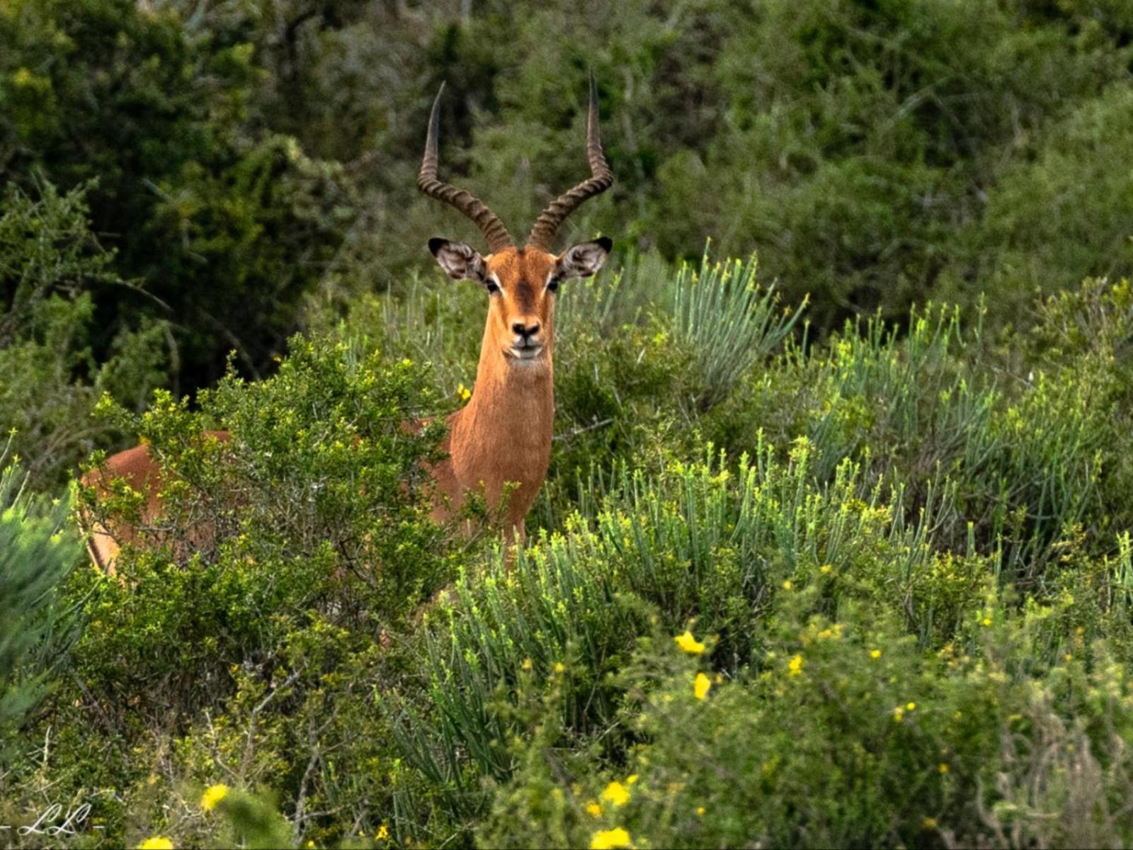 Longhill Reserve Addo Exterior foto
